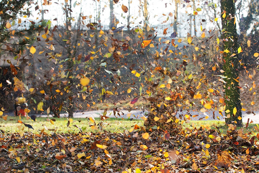 leaves floating in the wind