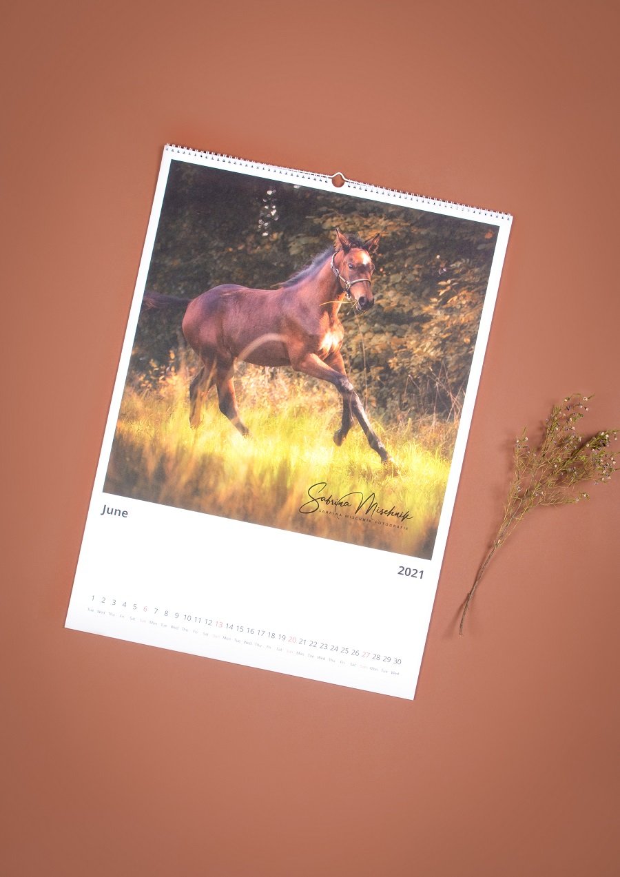 pferdefotokalender-1