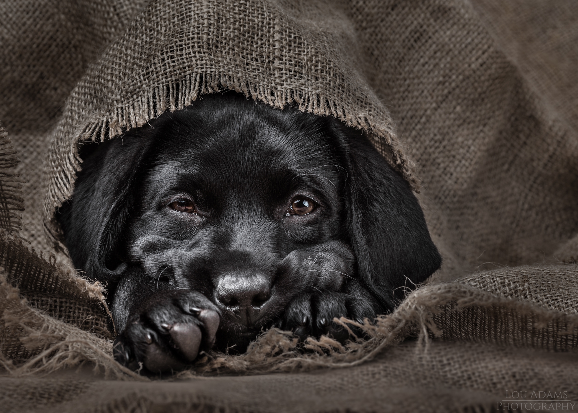 Lou Adams Photography dog