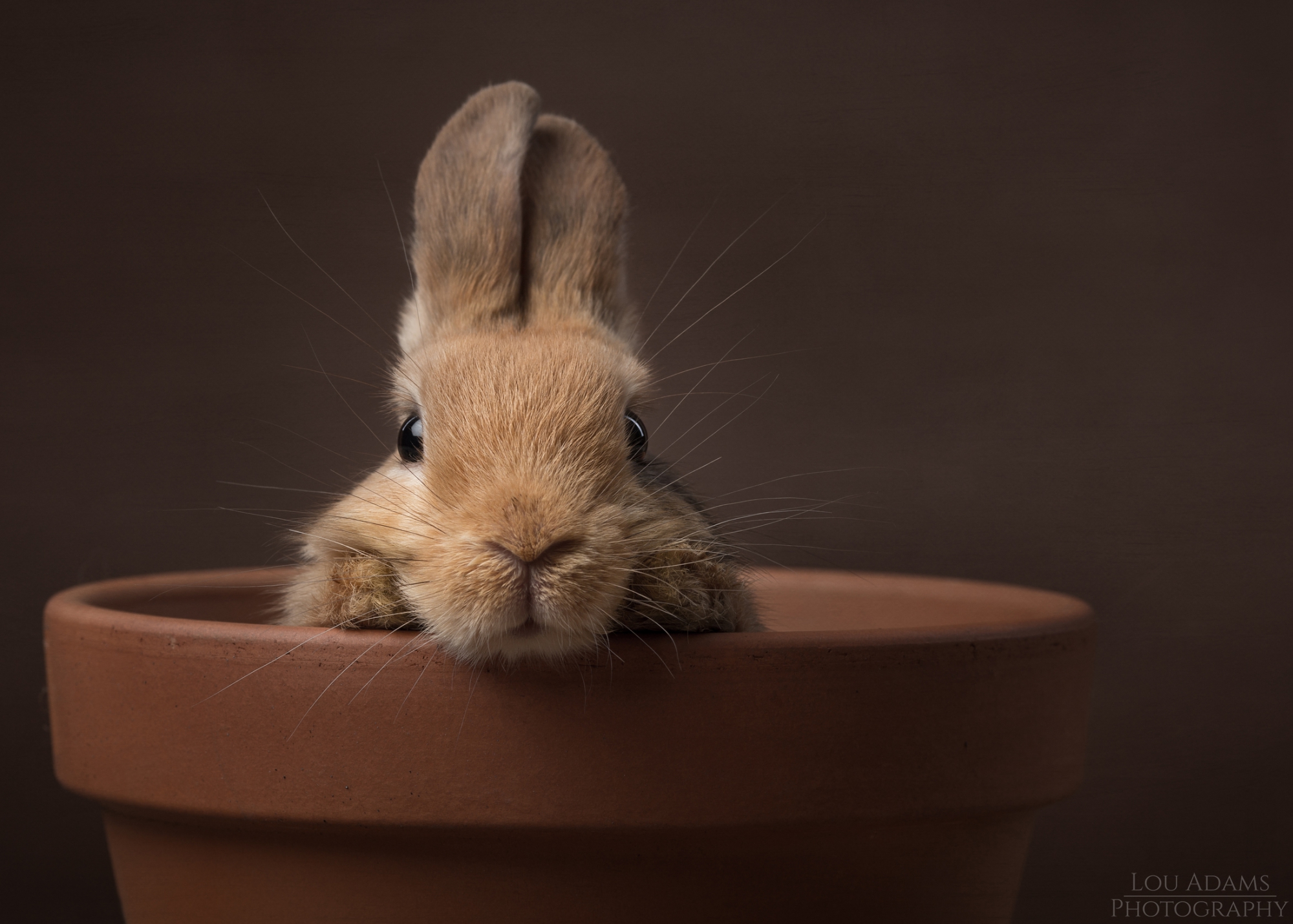 Lou Adams Photography rabbit