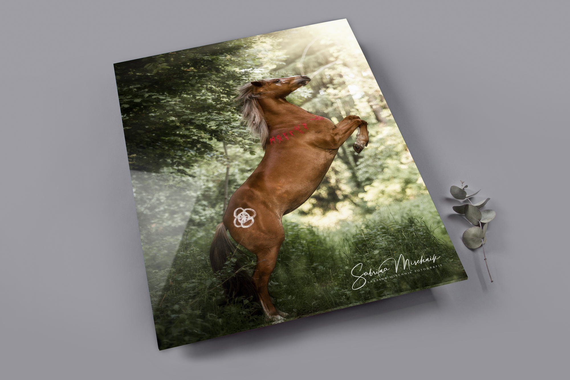 acrylic equine photography print