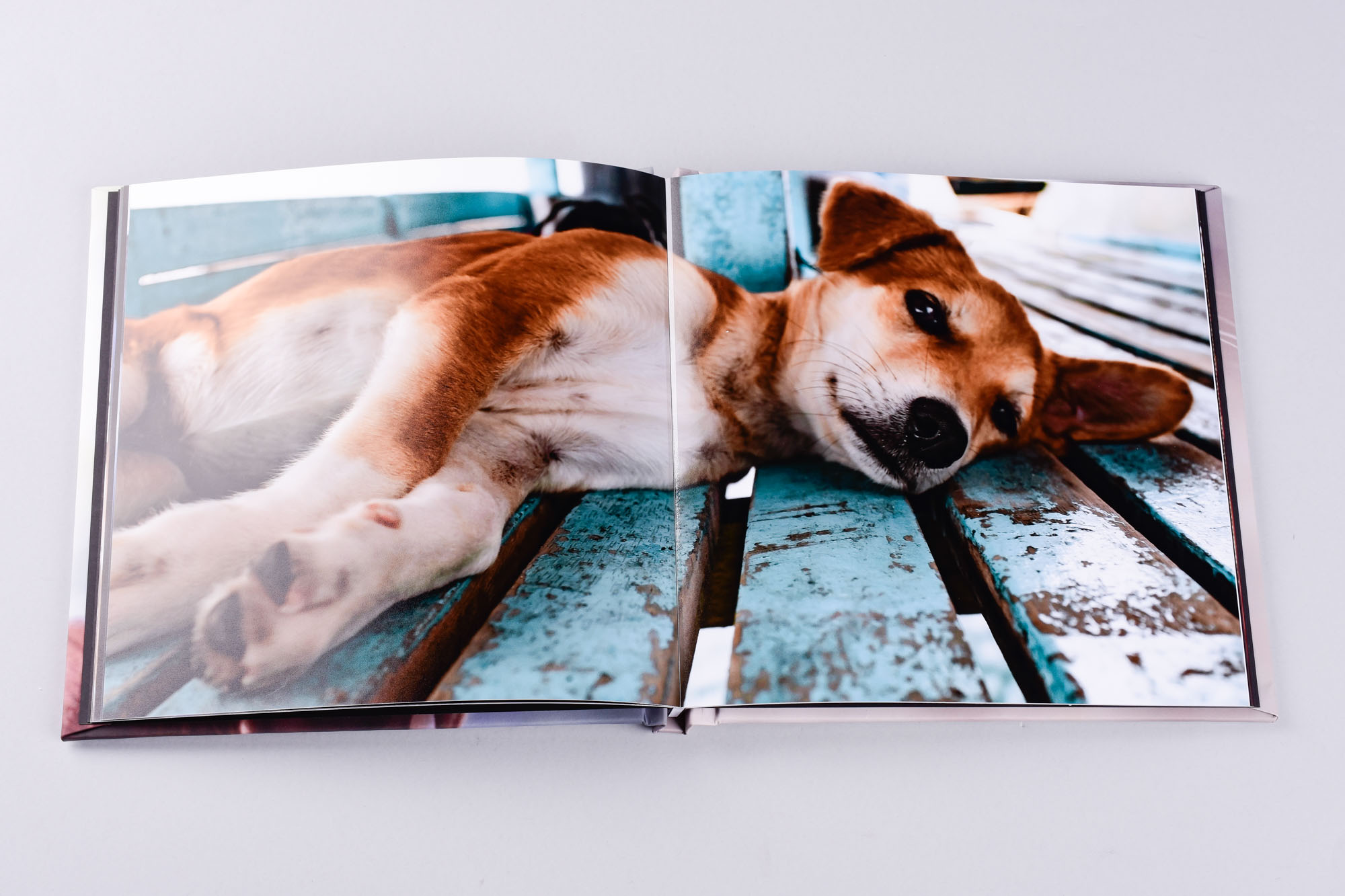 dog photography in photo book