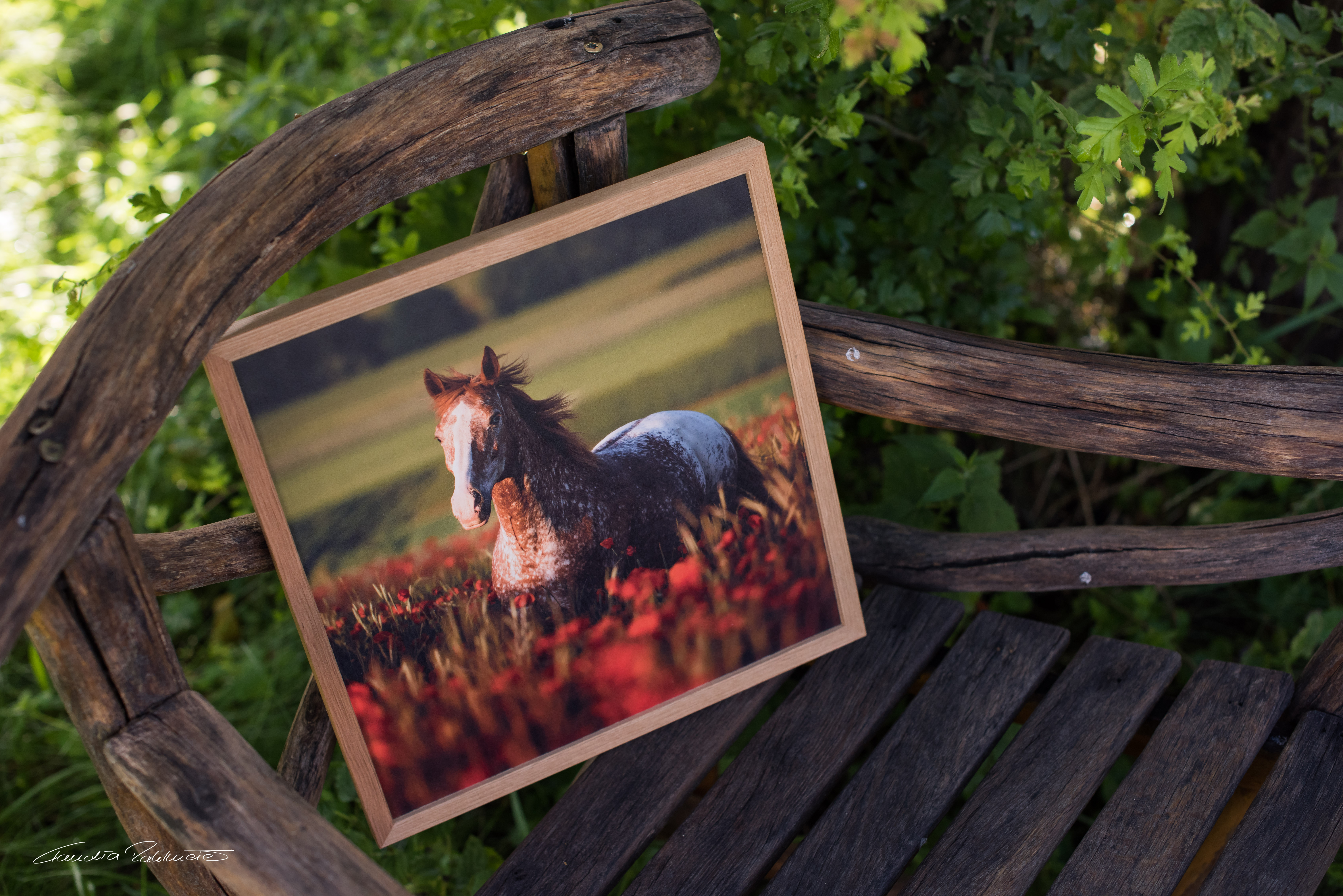 Tierfotografie Wanddeko