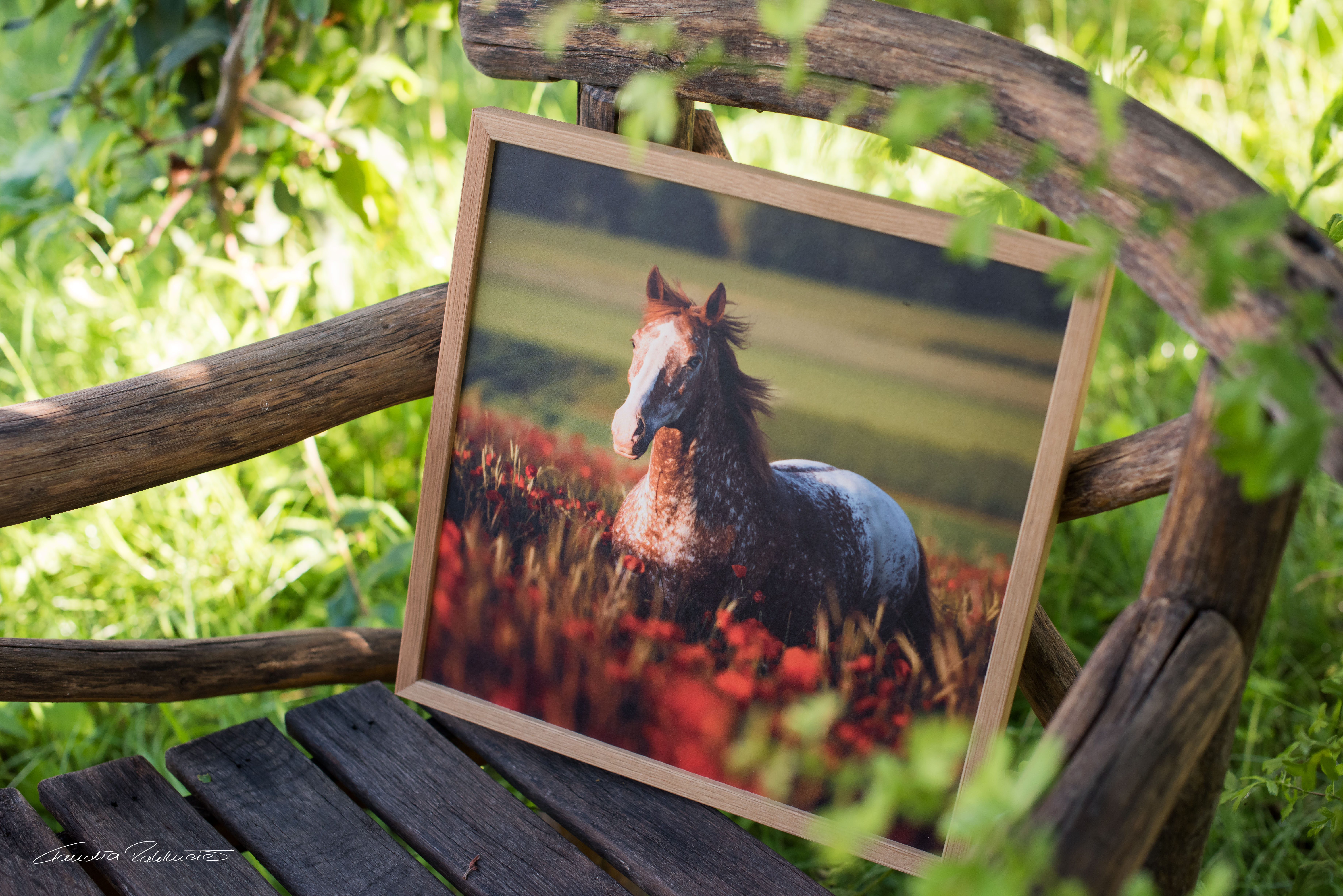 Tierfotografie Bilder verkaufen