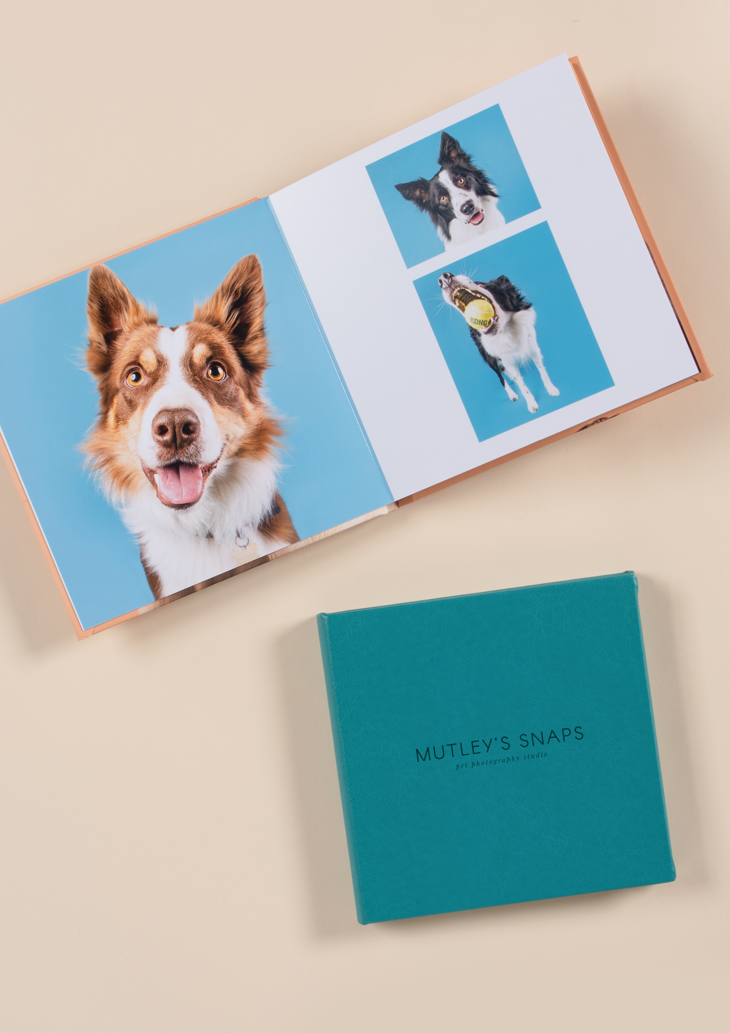 dog photography in a professional album