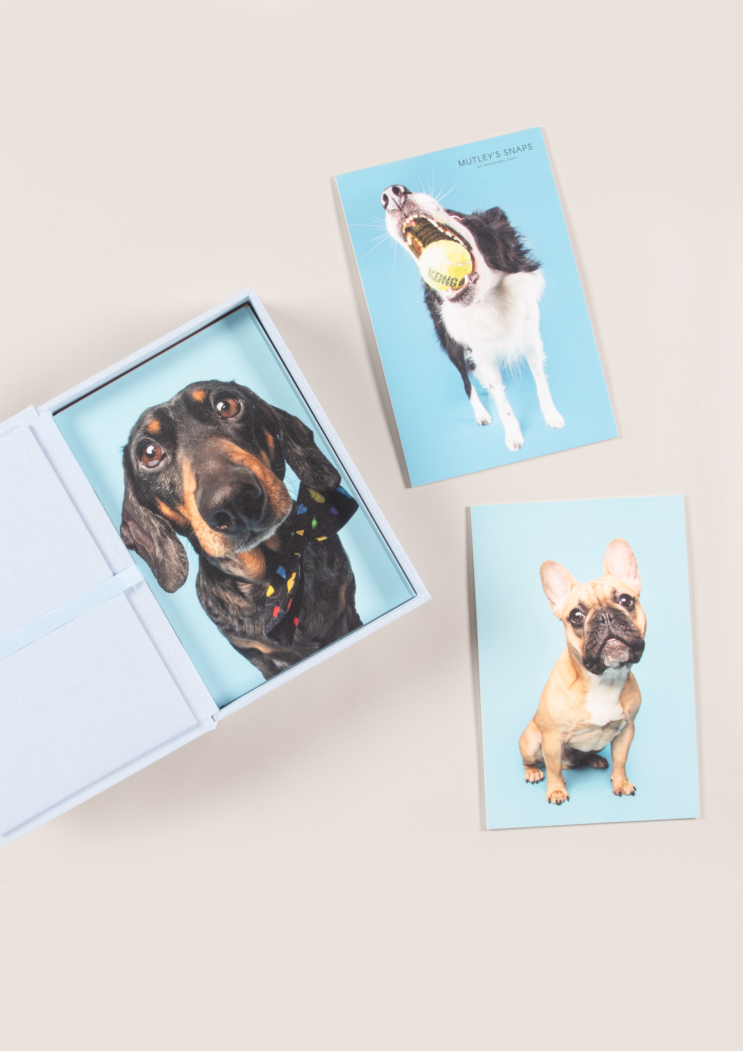 animal portraits in professional prints